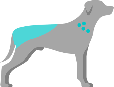 Buhe na psu najčešće su vidljive oko korijena repa, između lopatica i na preponama.