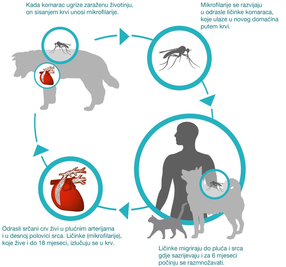 Glavni izvor infekcije je pas zaražen odraslim srčanim crvima. Ako komarac ugrize zaraženog domaćina, on se invadira krvlju koja sadrži srčane crve u razvojnim stadijima.